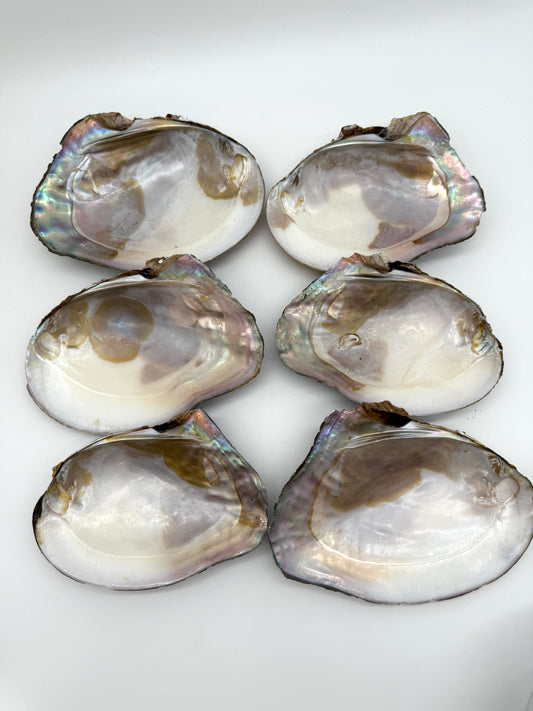 RAW & UNPOLISHED FRESHWATER MUSSEL SHELLS