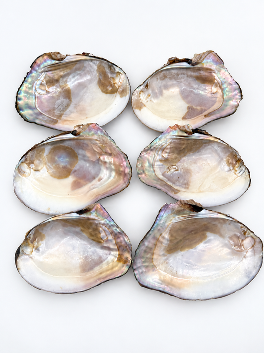 RAW & UNPOLISHED FRESHWATER MUSSEL SHELLS